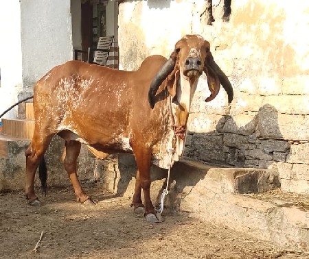 ગીર ગાય