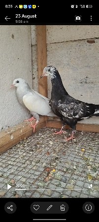 કબુતર વેચવાના છે