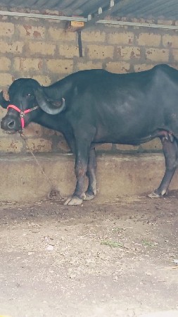 પેલું વેતર ખડાય વેચવાની છે