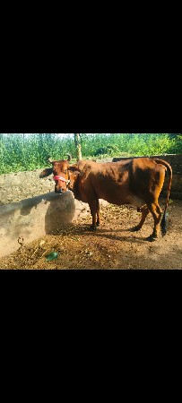 2 jarshi gayo veshvani se