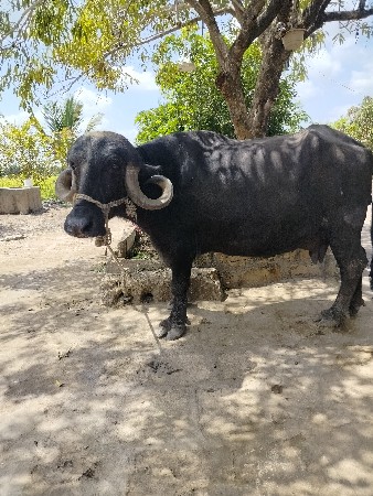 ભેંશ વેચવાની છે
