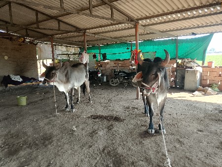 ગોઢલા વેચવાના છે