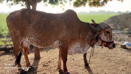 ગાય વેચવા ની છે.