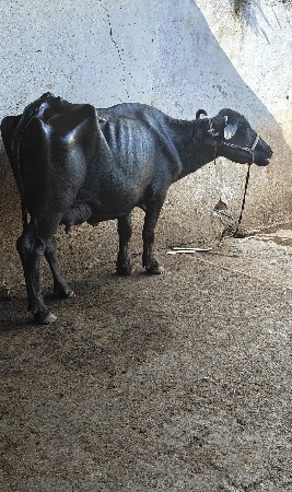 બે ભેંસો વેચવાની છે