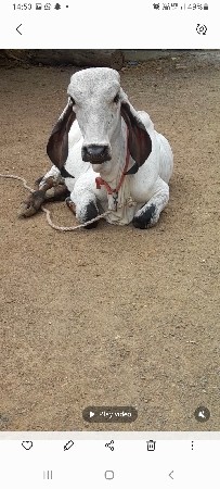 ઓરીજનલ ગીર વાછડી વેચવાની છે