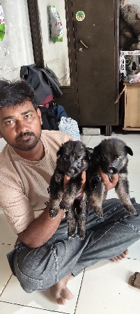 જર્મન સેફ્રેડ ના બચ્ચા