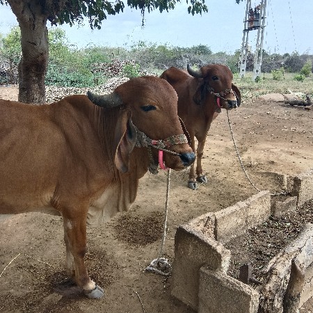 કોઈપણ ને લેવા હોય તો ફોન કરજો