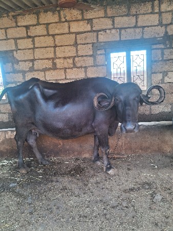 ભેસ
