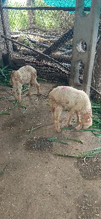 બકરી વેચવાની છે