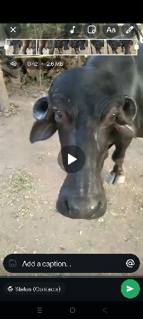 બીજું વેતર