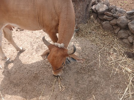 ગાય વેચવાની છે