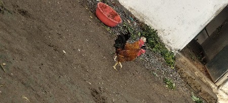 કૂકડા વેચવાના છે