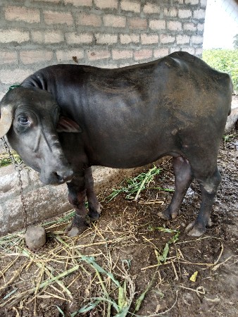 ભેંસ વેચવાની છે