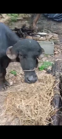 pado