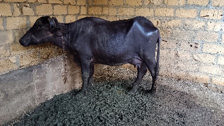 ભેશ વેચવાની છે