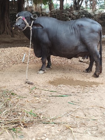 ભેંસ વેચવાની છે