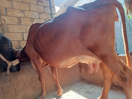 વેચવાનીછે