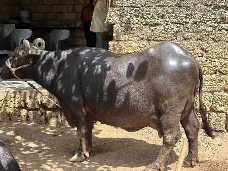 ભેશ