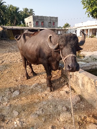 ભેશ વેચવાની છે