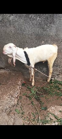 વેચવાના છે