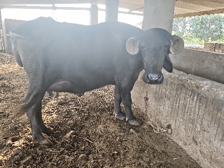2 ખડેલી વેચવાની છે