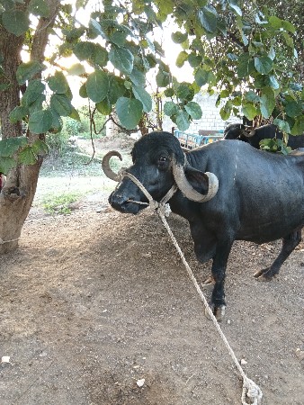 paret bhensh