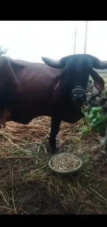 ગાય વૈશવાની છે