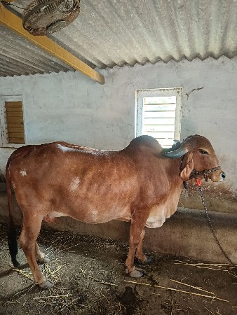ગીર પાસાર ગાય