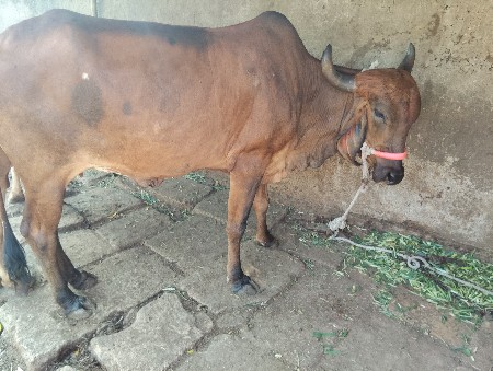 પેલુવેતર