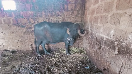 ભેંસ વેસવાની છે