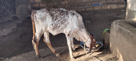hf જરસી વાસડી વેચવાની છે