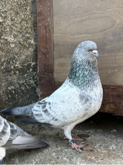 3 Nag For Sale Silver Bajra 🕊️