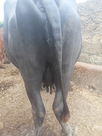 આ ભેંસ વેચવાની છે