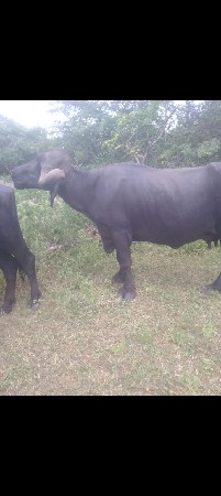 જાફરાબાદી ભેંસ વેચવાની છે