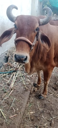 ગાય વેચવાની છે