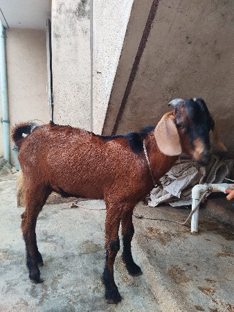 બકરો વેચવાનો છે