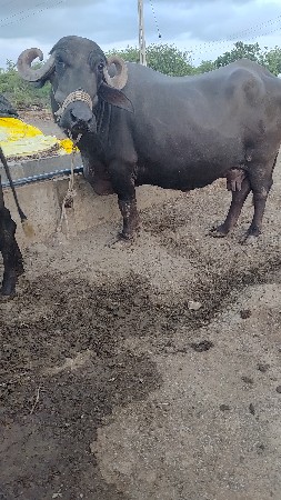 ભેશ