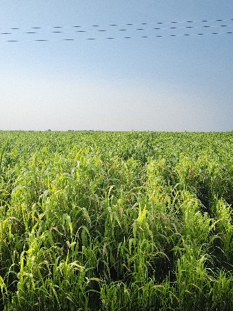 જુવાર વેશવા ની છે