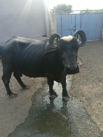 વેચવામાં