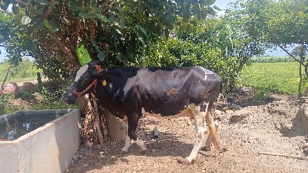 ગાય વેસવા ની છે