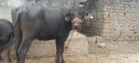 ખળેલી વેચવાની છે