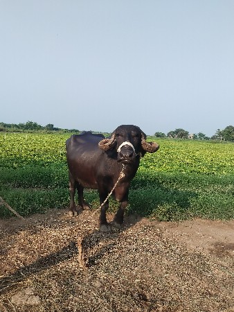 બીજા વેતરમાં