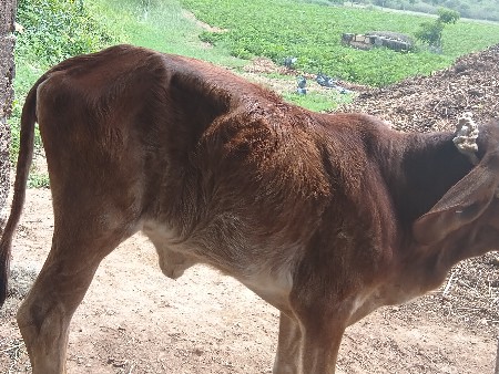 જીના ભાઈ