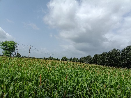 લીલી જુવાર વેચવાની છે