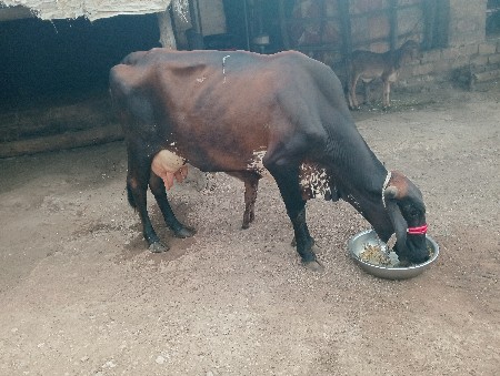 આ ગાય વેશવાની છે