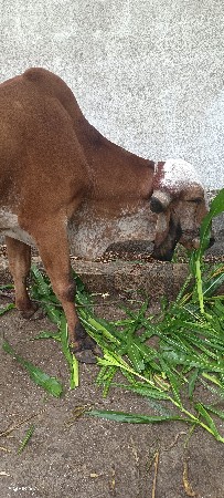 ગોઢલા વેચવા ના સે