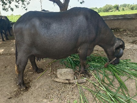બે ભેંસ વેચવાની છે
