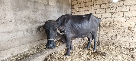 ભેંસ વેચવાની છે