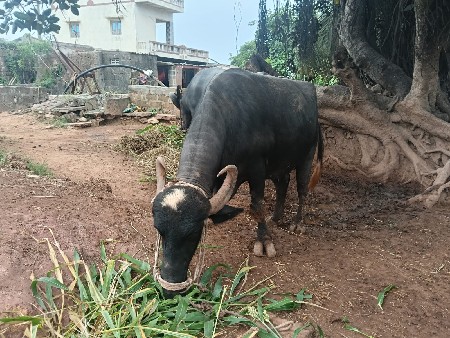 ભેંશ વેચવા ની છે