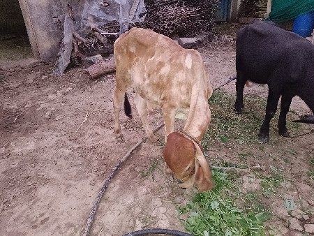 વાસડો આપવાનો છે